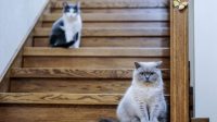kattenvriendelijke-appartementen-inrichten