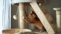 trainingstips-voor-binnenshuis-katten