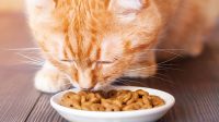 voeding-voor-senior-katten